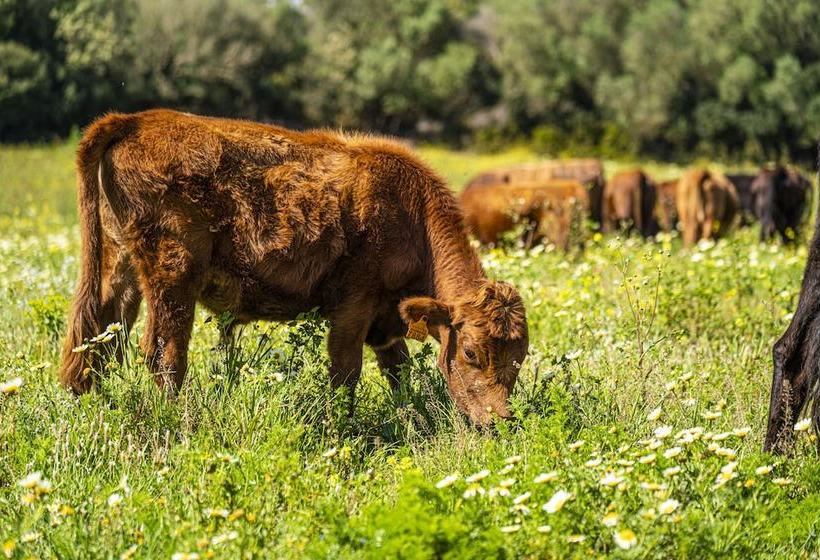 Сельский отель Finca Agroturismo Son Menut