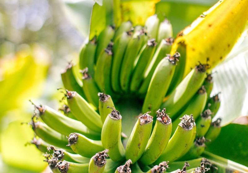 منتجع Kilauea Lodge And Restaurant