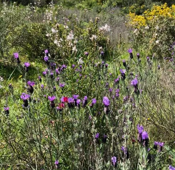 ペンション Amalfatah