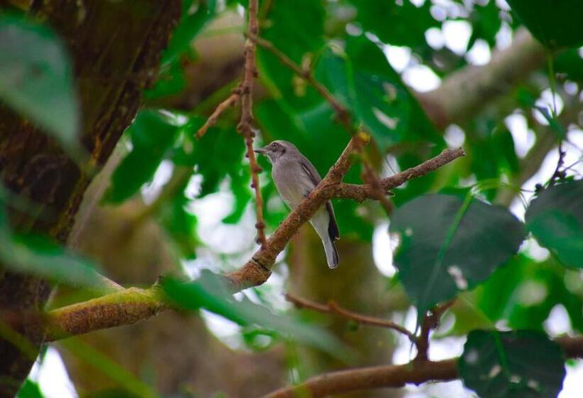 تختخواب و صبحانه Birds View