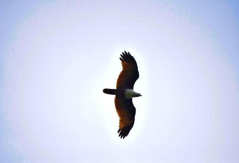 تختخواب و صبحانه Birds View