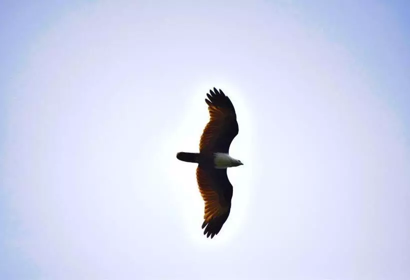 Aamiaismajoitus (B&B) Birds View