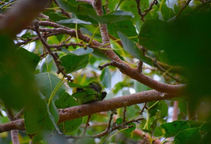 تختخواب و صبحانه Birds View