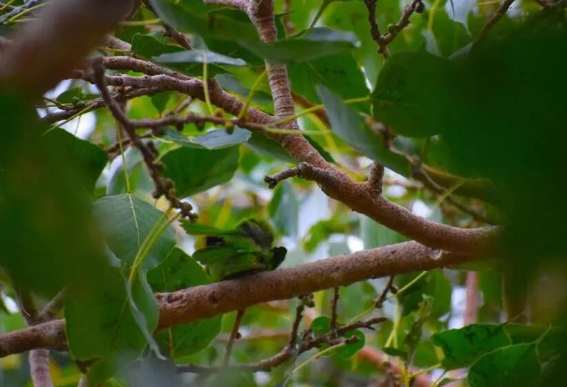 Aamiaismajoitus (B&B) Birds View