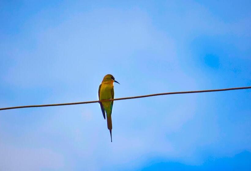 تختخواب و صبحانه Birds View