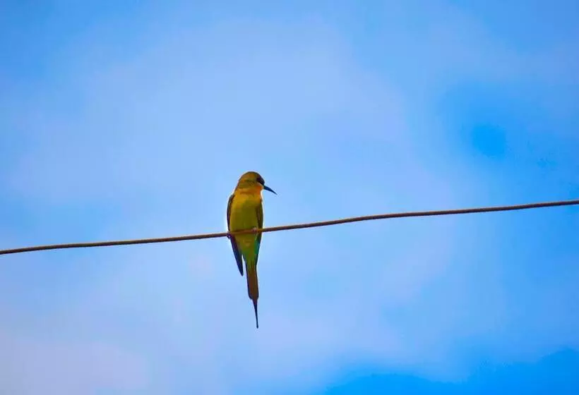 Aamiaismajoitus (B&B) Birds View
