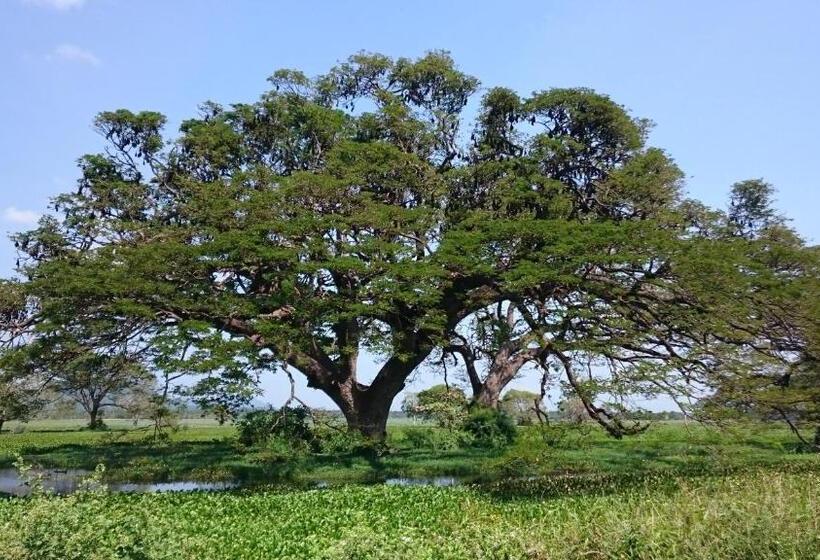 تختخواب و صبحانه Birds View