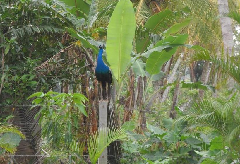 تختخواب و صبحانه Birds View