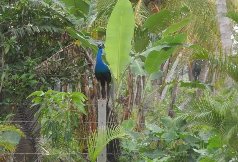 Aamiaismajoitus (B&B) Birds View