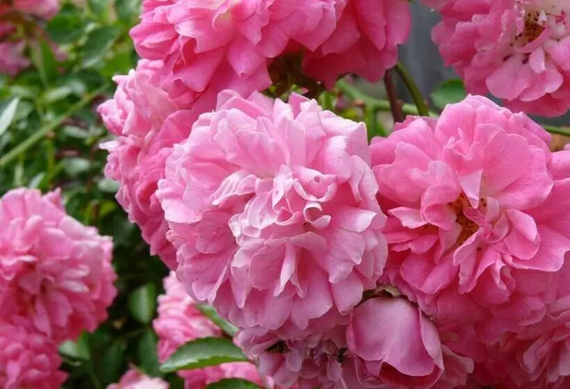 Aamiaismajoitus (B&B) Le Petit Hureau