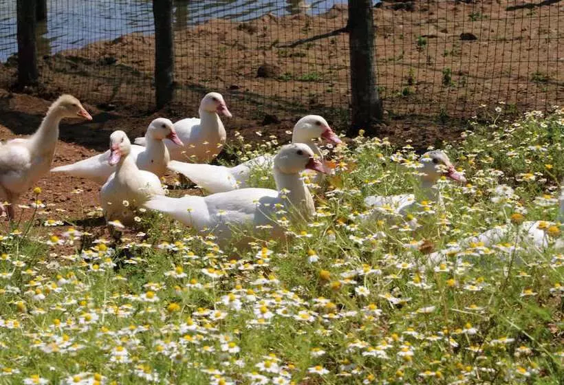 Popilia Country Resort