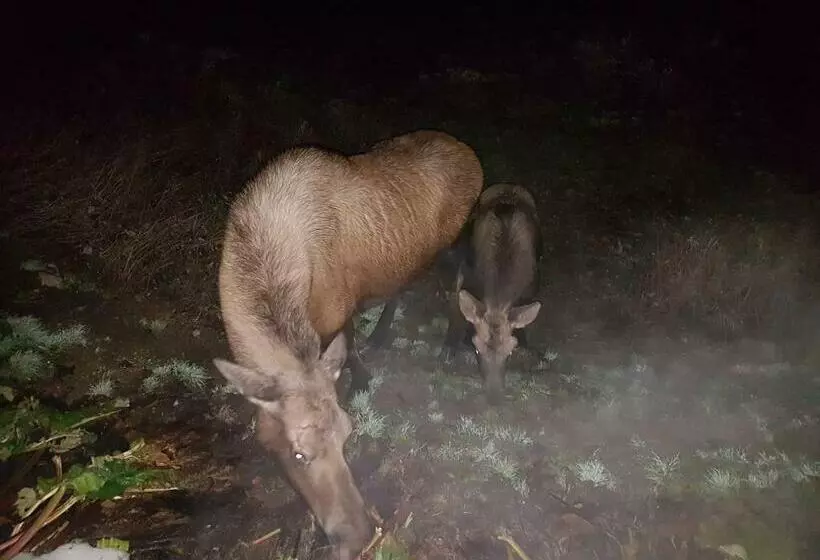 ペンション Northwoods Cottage Bed And Breakfast