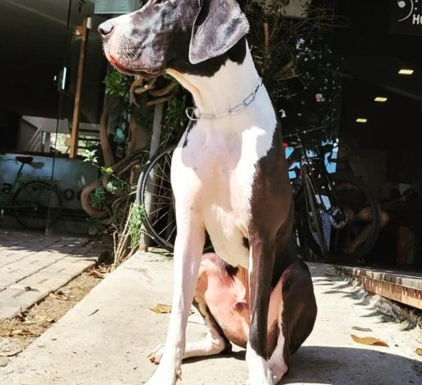 בית מלון כפרי E Pousada Oca