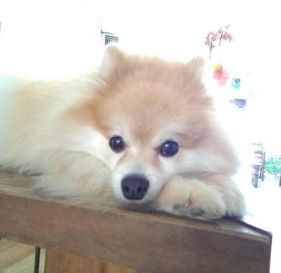 בית מלון כפרי E Pousada Oca