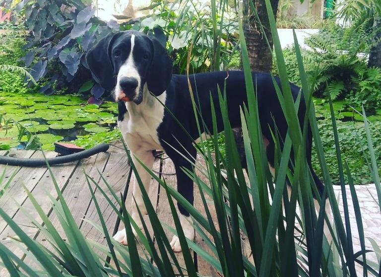 בית מלון כפרי E Pousada Oca