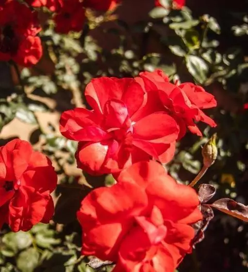 ペンション La Casa Nostra Villa Rose Garden Amore