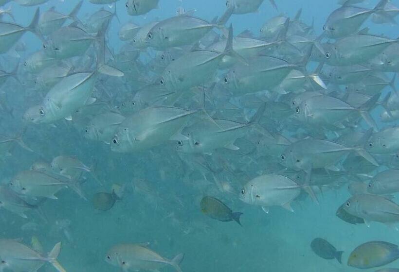 酒店 Pez Espada Tours Y Cabinas