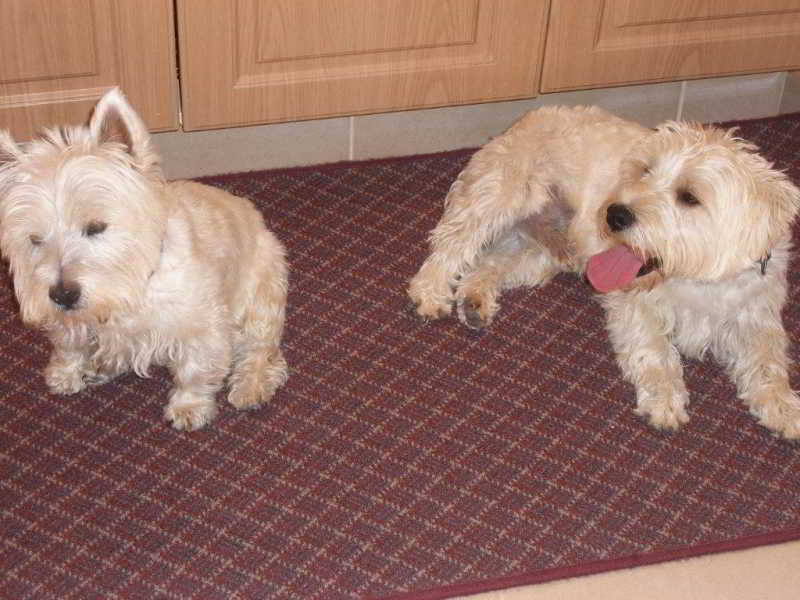 فندق Santa Maria Executive Suites