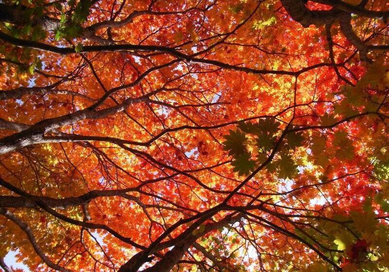 酒店 Okunikko Konishi