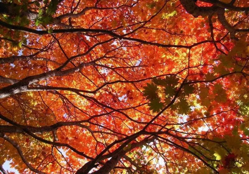 فندق Okunikko Konishi