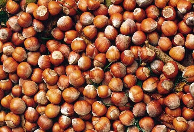 پانسیون Marcarini Agriturismo