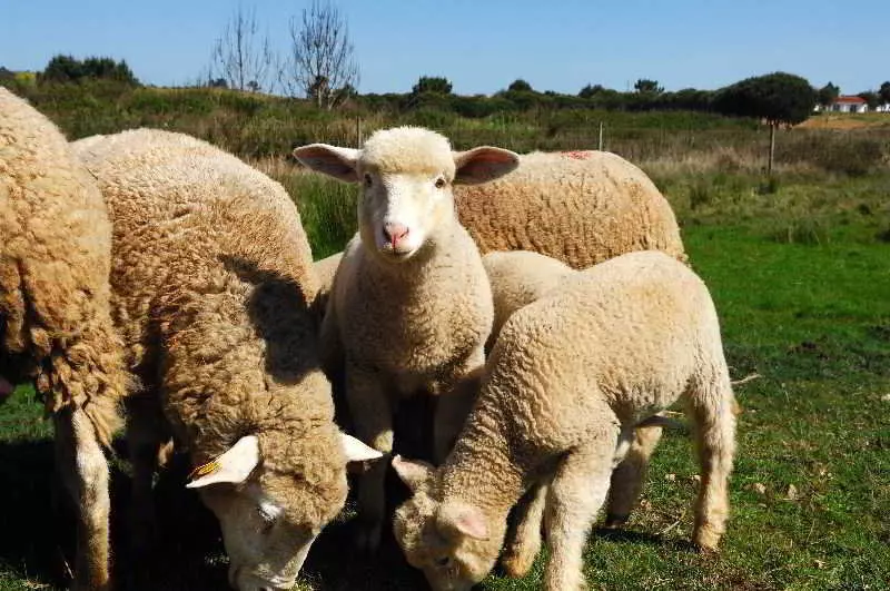 فندق ريفى Monte Da Galrixa