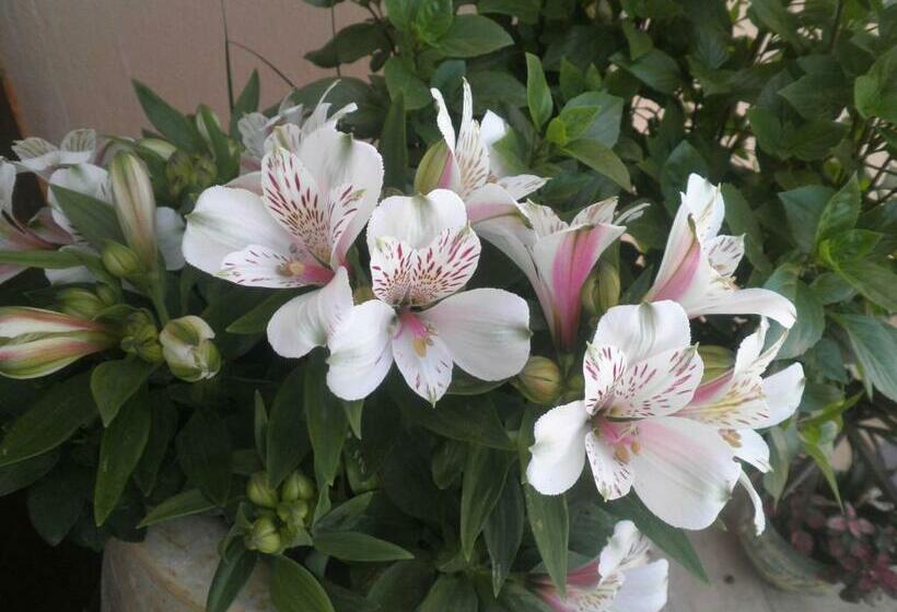 Haridimos Apartments