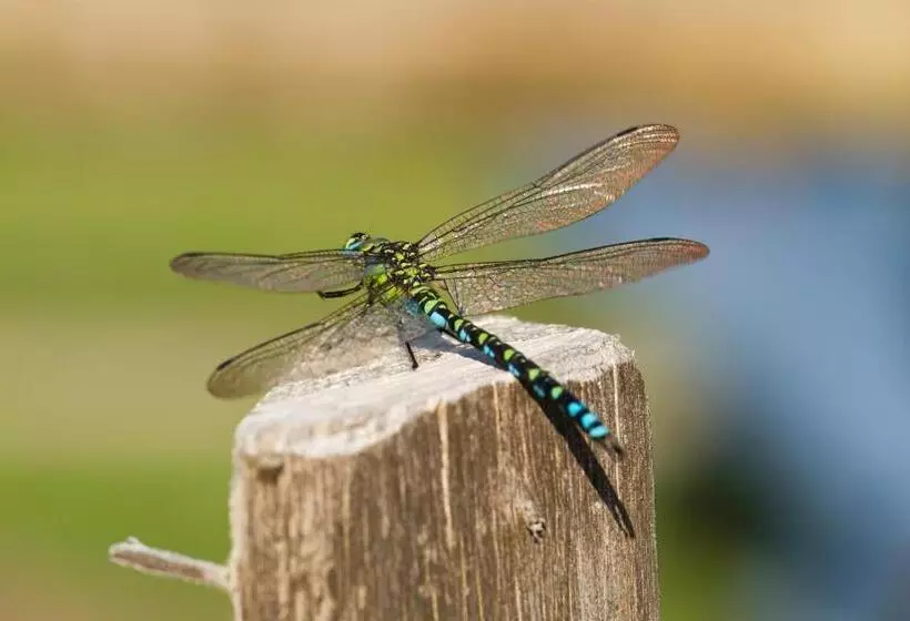 ベッドアンドブレックファースト Gestehof Hetzenberg