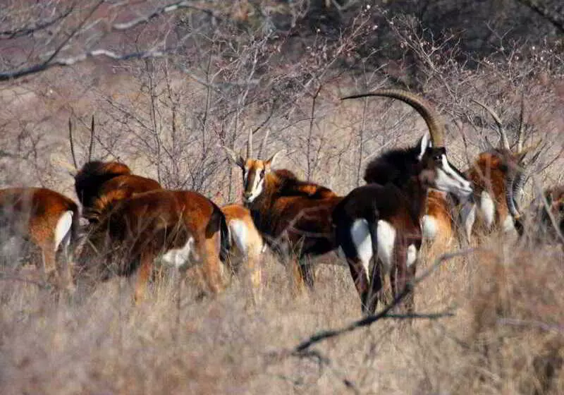 ホテル Ditholo Game Lodge