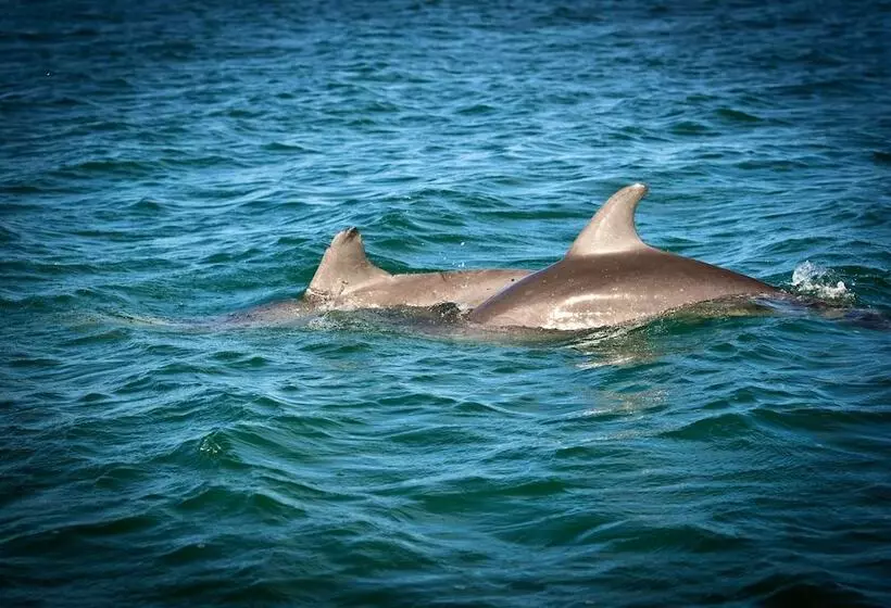 ホテル Hopkins Bay Belize a Muy'Ono Resort