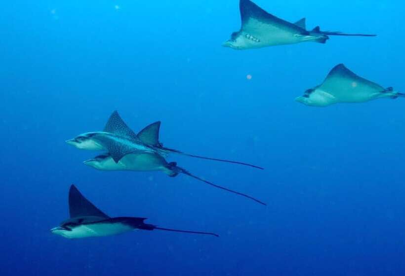 پانسیون Summer Villa Guest House