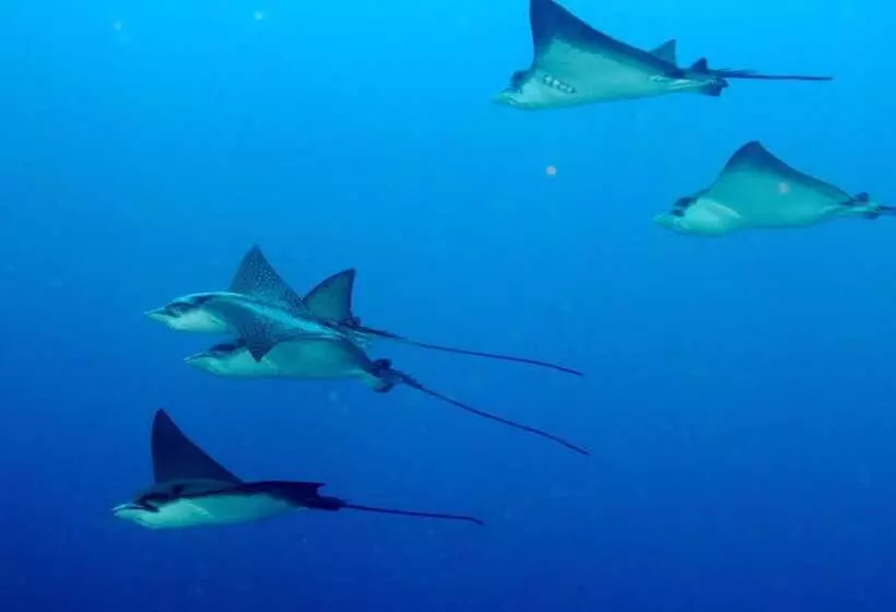 پانسیون Summer Villa Guest House