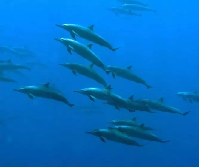 پانسیون Summer Villa Guest House