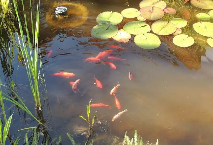 Gästehaus Jutta / Pension Link