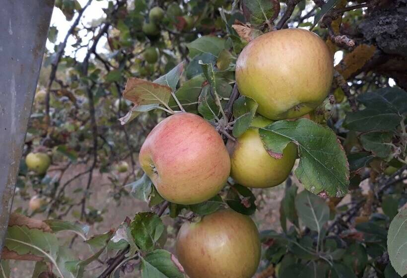 Gästehaus Jutta / Pension Link