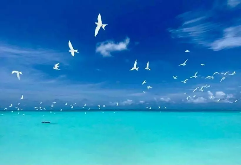 پانسیون Hiraeth Island Home