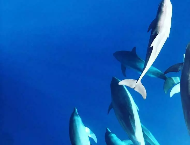 پانسیون Hiraeth Island Home