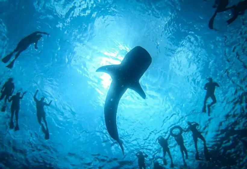 پانسیون Hiraeth Island Home