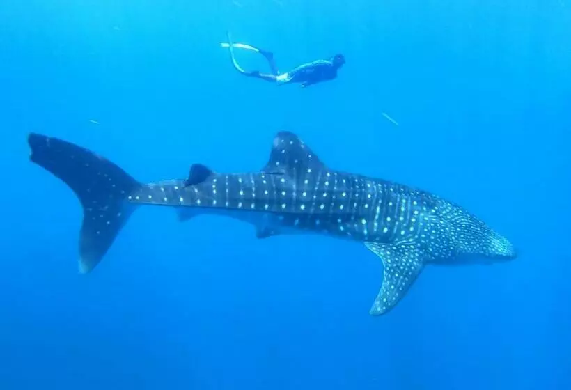 پانسیون Hiraeth Island Home