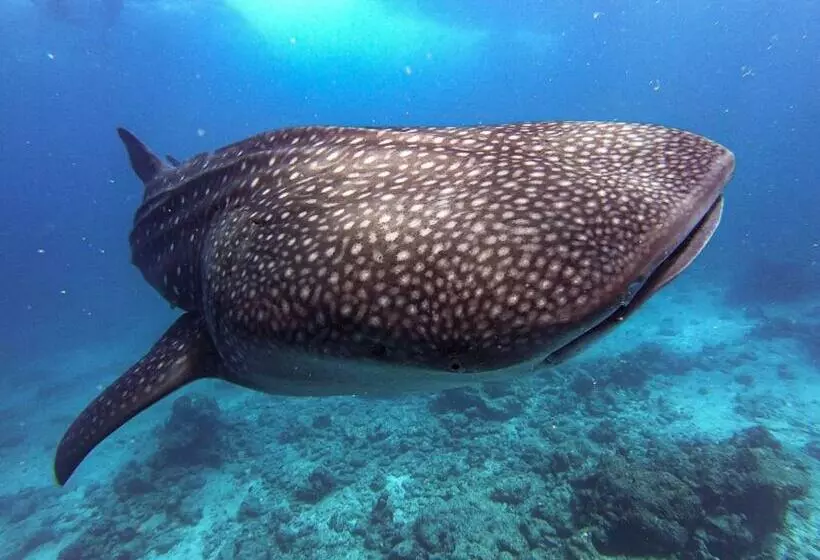 پانسیون Hiraeth Island Home