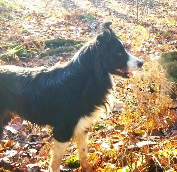 ベッドアンドブレックファースト Maison D Hote Chez Marie Sur Paimpont