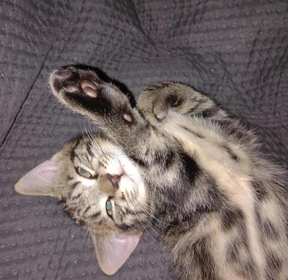 ベッドアンドブレックファースト Maison D Hote Chez Marie Sur Paimpont