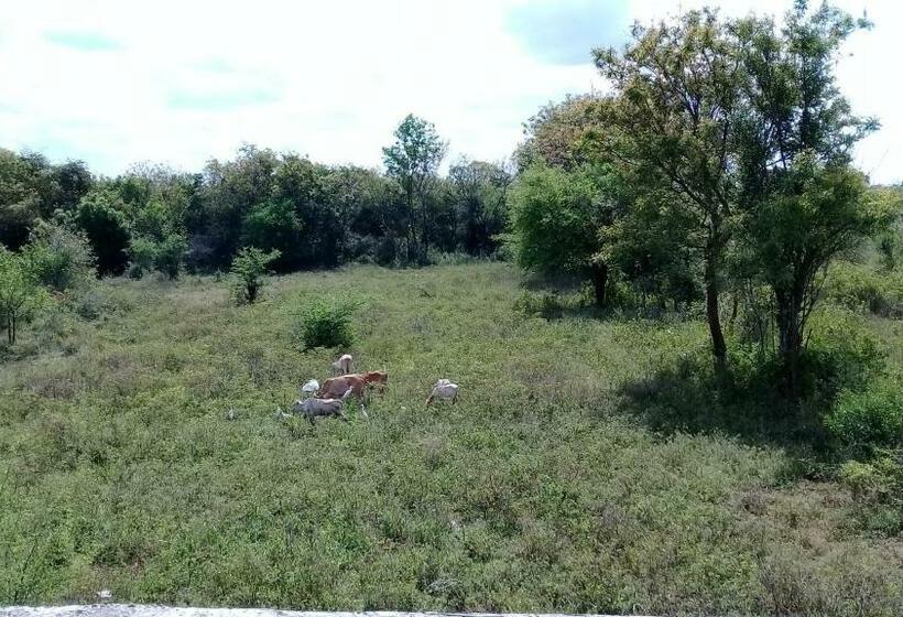 住宿加早餐  Village Garden Inn