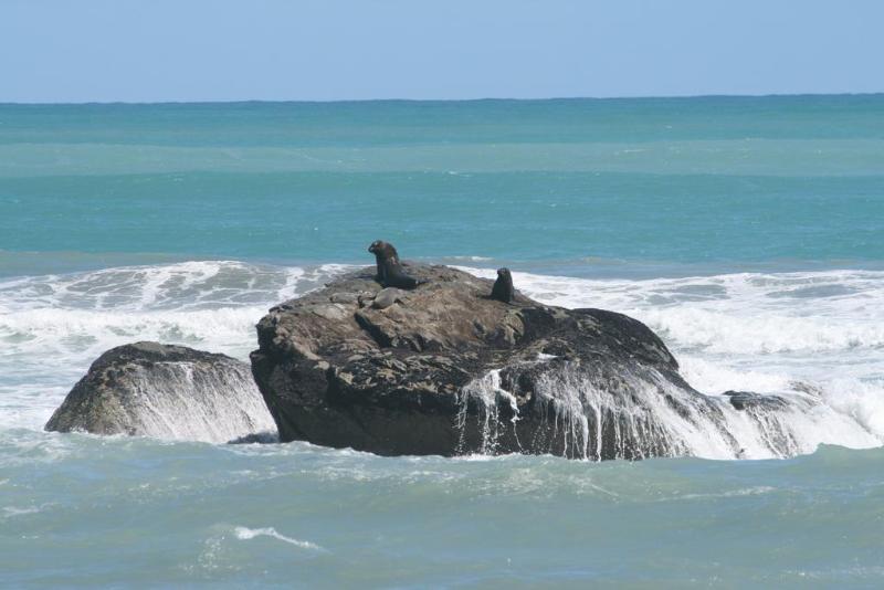 Bella Vista Motel Fox Glacier