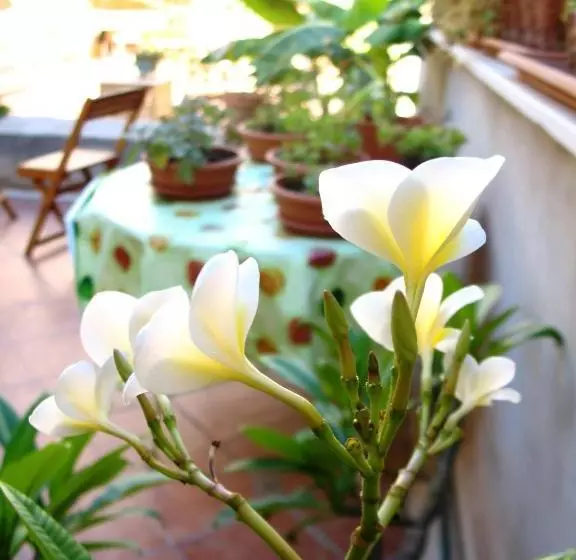 La Casa Di Marzapane Bed & Breakfast