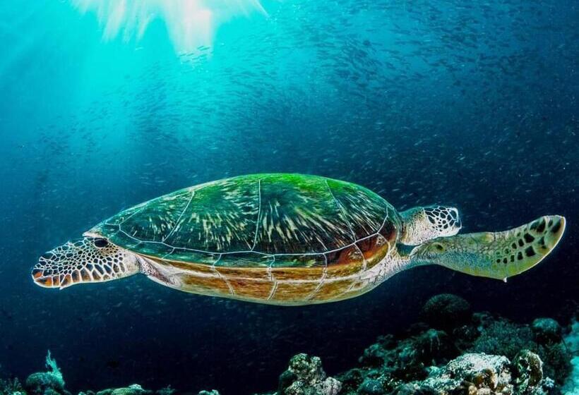 Pension A&c Aquino Guesthouse