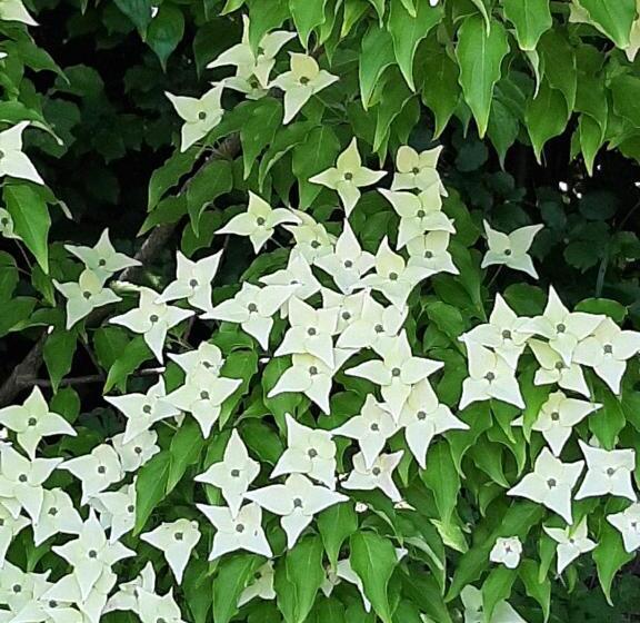 Hallerbos B&b In Bluebell Forest