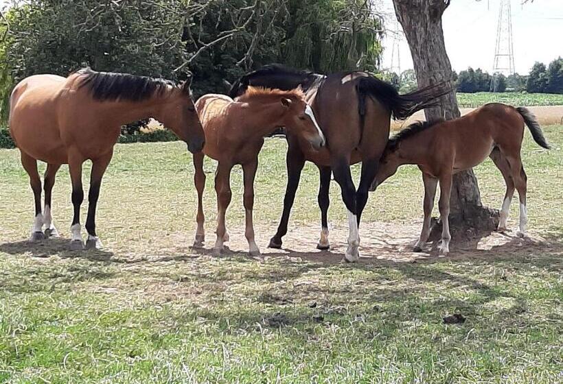 Hallerbos B&b In Bluebell Forest