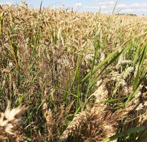 Hallerbos B&b In Bluebell Forest