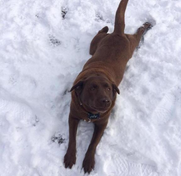 Hallerbos B&b In Bluebell Forest